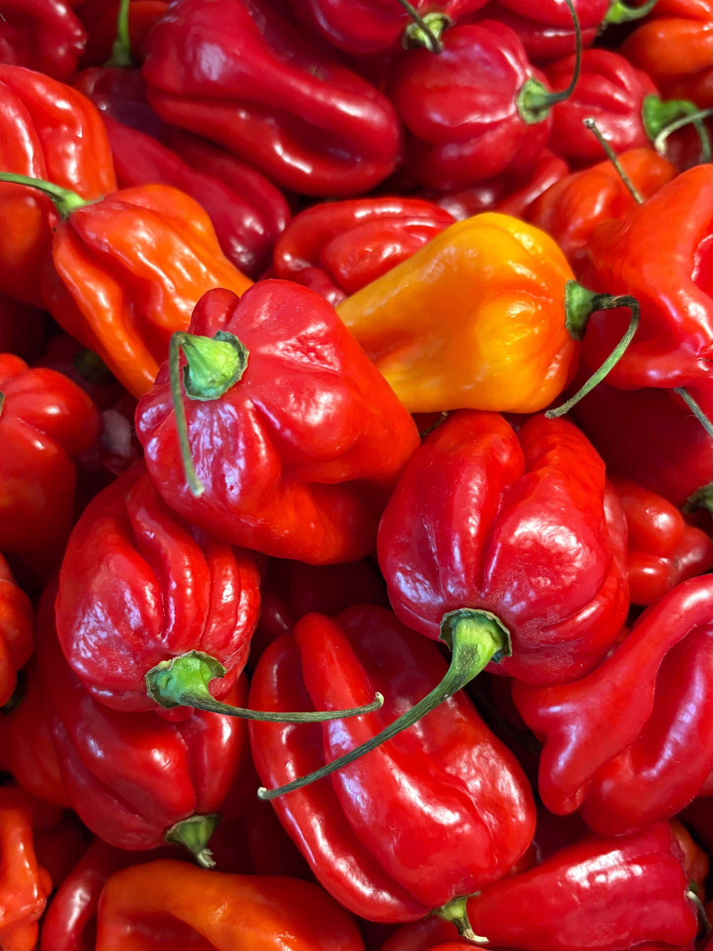 Velvet Mango Hot Sauce